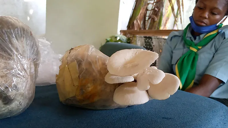 Scouts drive youth-led solutions for positive change in DR Congo! 