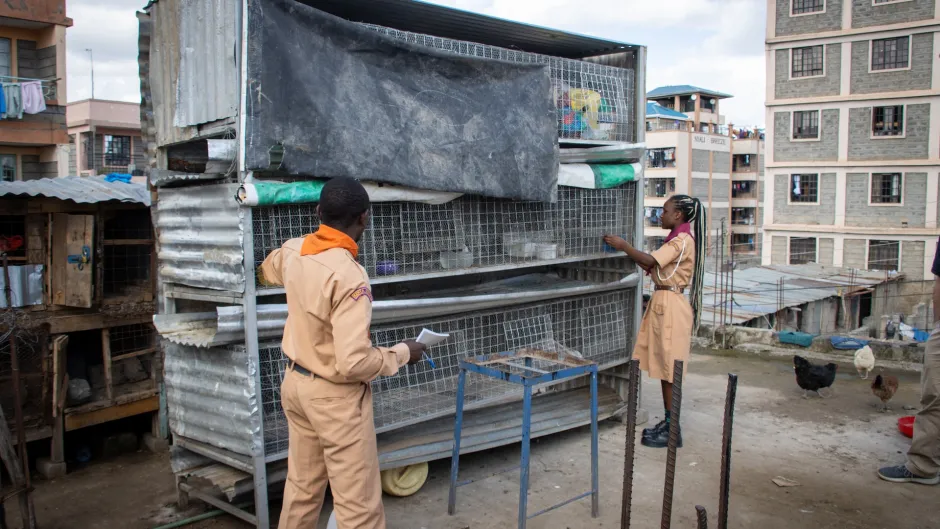 Rabbit rearing on the roof of the Treehouse Scouts' home, Nairobi, Kenya